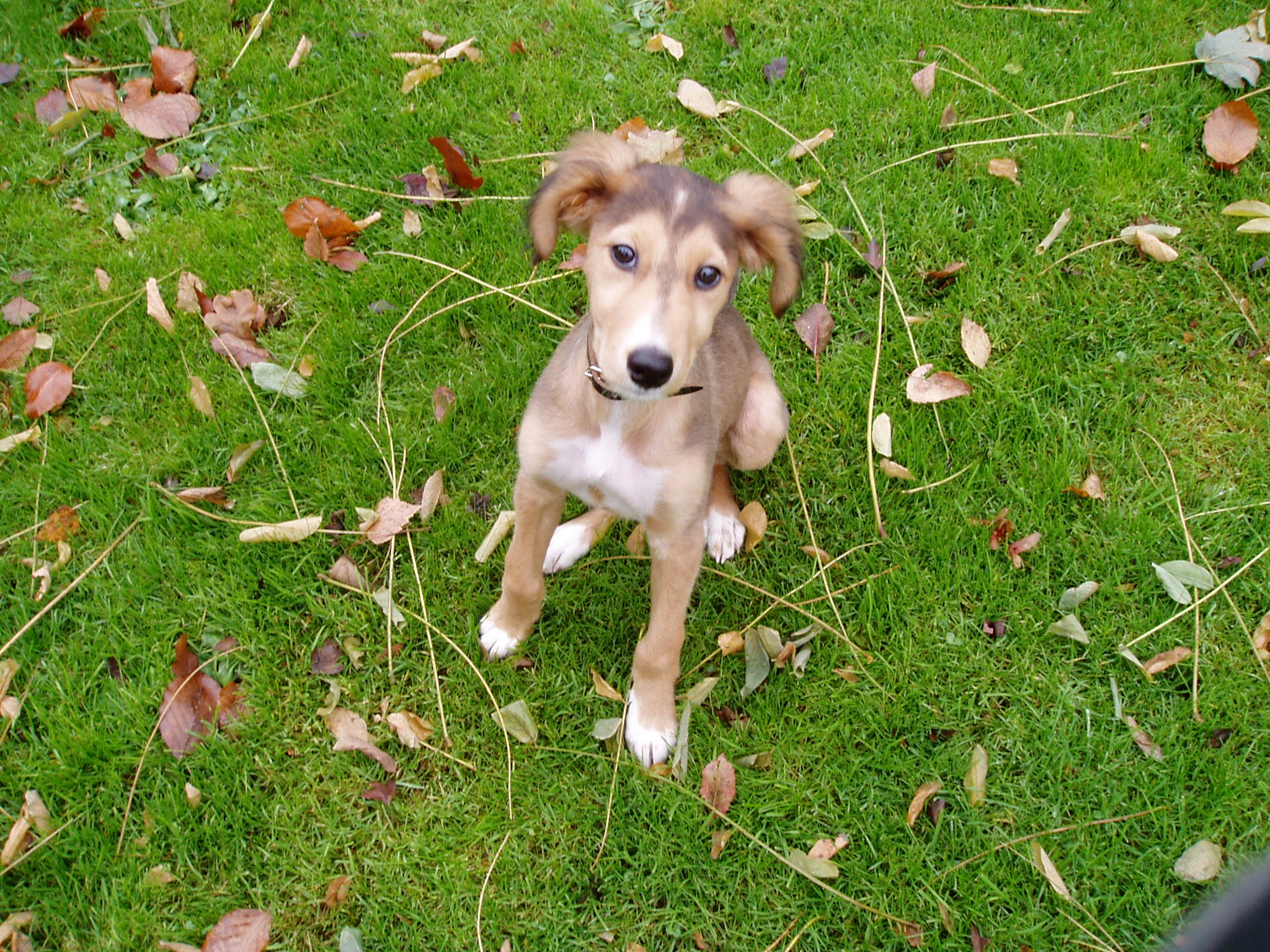 OLYMPUS DIGITAL CAMERA