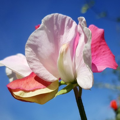 IMG_20190705_074829_851