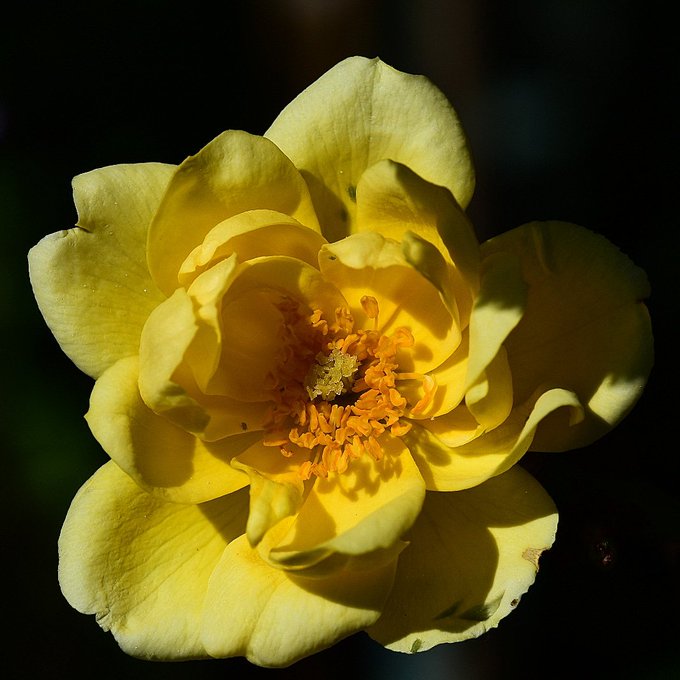 Yellow Rose
