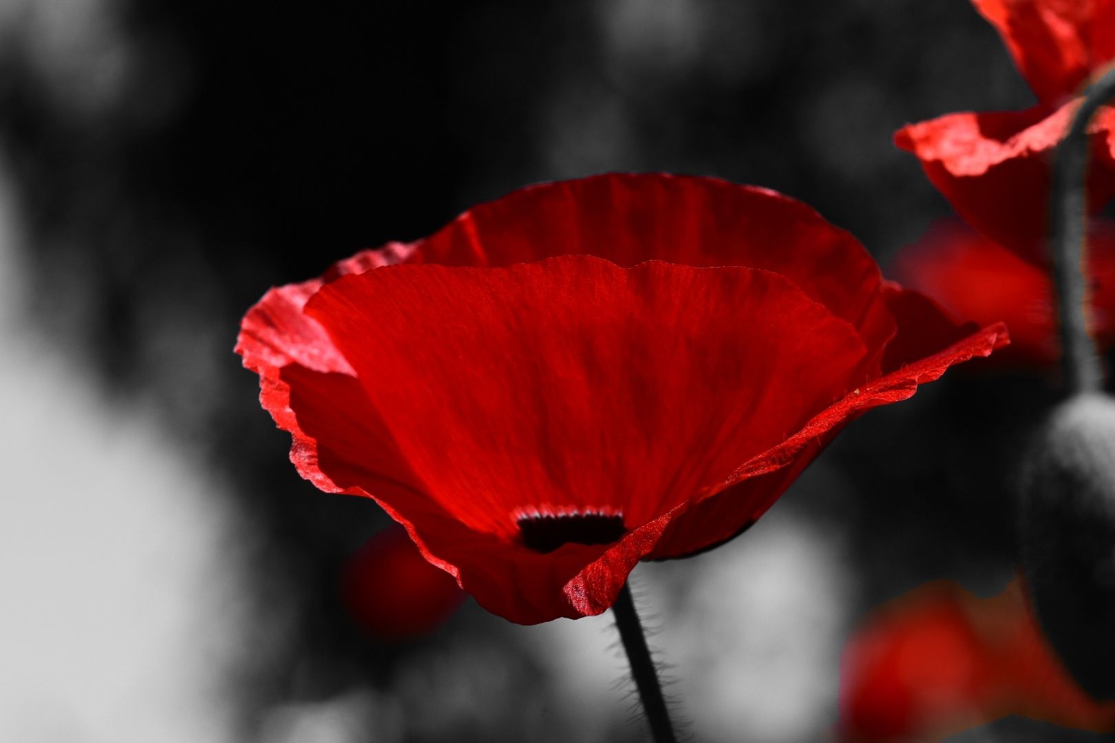 View Red Seeing Red | MKW Publishing